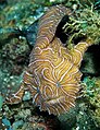 Psychedelic frogfish