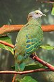 Сиреневошапочный пёстрый голубь обитает на Новой Гвинеи и в Индонезии