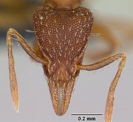 Голова муравья Pyramica ludovici