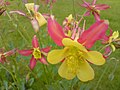 Harangláb (Aquilegia)