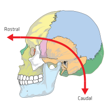In the human skull, the terms rostral and caudal are adapted to the curved neuraxis of Hominidae, rostrocaudal meaning the region on C shape connecting rostral and caudal regions. Rostralcaudal.svg