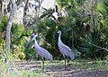 Sandhill cranes on Hontoon Island