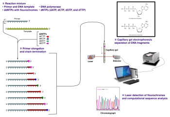 An outline of the Sanger sequencing method Sanger-sequencing.svg