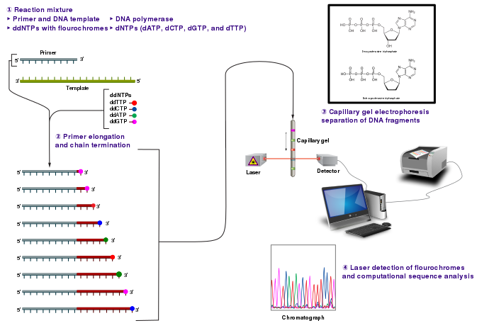 673px-Sanger-sequencing.svg.png