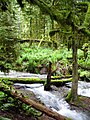 Sasquatch Provincial Park