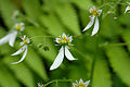 Saxifraga nipponica 080505F. 
 JPG