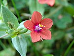 Tīruma pavirza (Lysimachia arvensis)