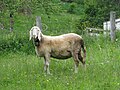 Sheep of Lamon