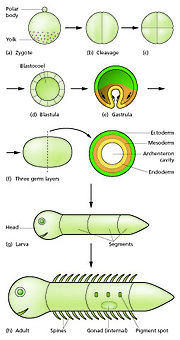 صورة مصغرة لـ تطور الجنين الحيواني