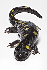 Punktainā salamandra (Ambystoma maculatum)