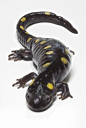 English: Spotted Salamander (Ambystoma maculat...