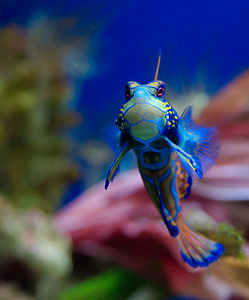 Mandalina Balığı (Synchiropus splendidus) (Üreten: Lviatour)