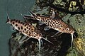 Synodontis grandiops