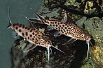 Miniatura para Synodontis