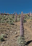 Tajinaste Rosa en floración, camino del Roque de los Muchachos, Hoya Grande, Garafía, La Palma.