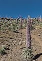 Tajinaste Rosa en floración, camino del Roque de los Muchachos, Hoya Grande, Garafía, La Palma.