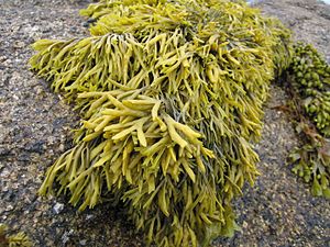 TomCorser Seaweed 2
