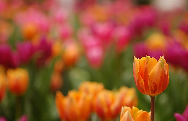 زهور التيوليب التي تشتهر بها هولندا