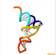 3D animated GIF showing the structure of phenylalanine-tRNA from yeast (PDB ID 1ehz). White lines indicate base pairing by hydrogen bonds. In the orientation shown, the acceptor stem is on top and the anticodon on the bottom Trna.gif