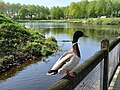 Blick über die Gräfte und den Westteil des Parks auf die Lindenallee