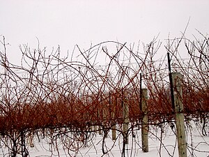 An example of what grapevines look like before...