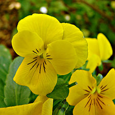 Viola tricolor cultivar (pansy)