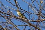 Miniatura para Vireo flavoviridis