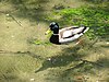 Vrelo Bosne ducks