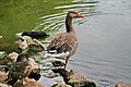 Wasservögel am Teich, Juli 2009