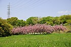 公園内に咲く八重桜。 （2023年〈令和5年〉4月）