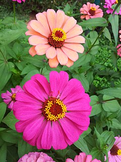 Puikioji gvaizdūnė (Zinnia elegans)