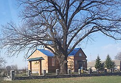 The Andriiashivka oak [uk] and church in Andriiashivka