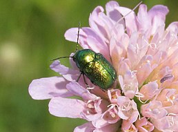 Cryptocephalus sericeus, Сумська область, Україна