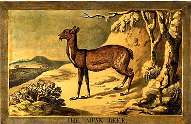 Illustration of a musk deer from Charles Catton the Younger: Animals drawn from nature and engraved in aqua-tinta