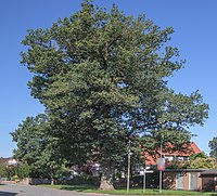 Eiche am Denkmal in Selxen