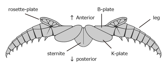 Arthropleura (leg and associated structures) アースロプレウラ（脚と関連構造）