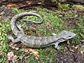 Monte Cristo arboreal alligator lizard