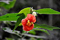 Abutilon xOranjeroos te Meise