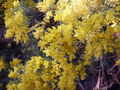 Acacia boormanii