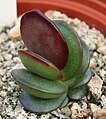 Adromischus subdistichus