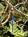 Große Königslibelle (Anax imperator)