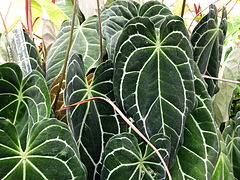 Description de l'image Anthurium crystallinum serres du Jardin du Luxembourg.JPG.