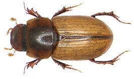 Aphodius immundus