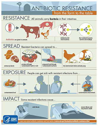 A CDC infographic on how antibiotic-resistant bacteria have the potential to spread from farm animals Ar-infographic-950px.jpg