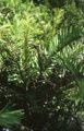 Blechnum cordatum