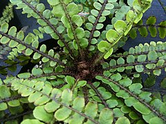 Blechnum fluviatile centre.JPG