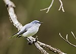 Miniatura para Polioptila caerulea