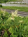 Bahngelände, Aruncus dioicus