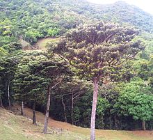 Лесной лесной массив Гранд-Фей - Labourdonnaisia ​​glauca - Ferney Reserve 3.jpg