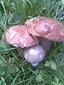 Boletus edulis and Russula grisea - 2011.08.07.jpg